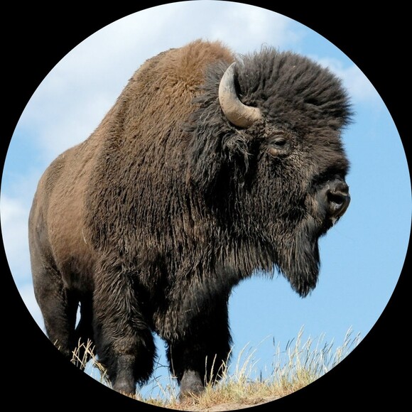 buffalo_90